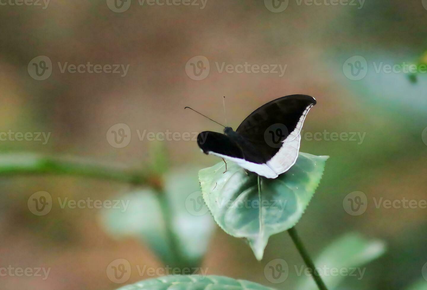 monarca, hermosa mariposa fotografía, hermosa mariposa en flor, macro fotografía, bello naturaleza foto