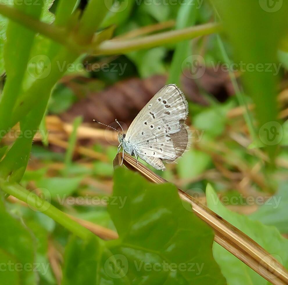 monarca, hermosa mariposa fotografía, hermosa mariposa en flor, macro fotografía, bello naturaleza foto