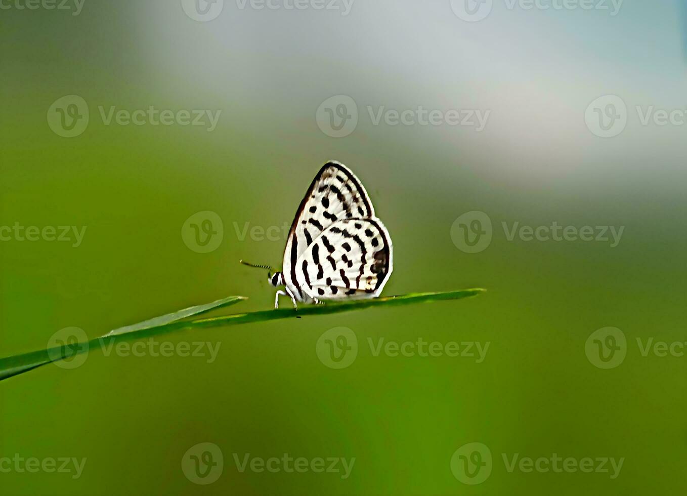 Monarch, Beautiful Butterfly Photography, Beautiful butterfly on flower, Macro Photography, Beautyful Nature photo