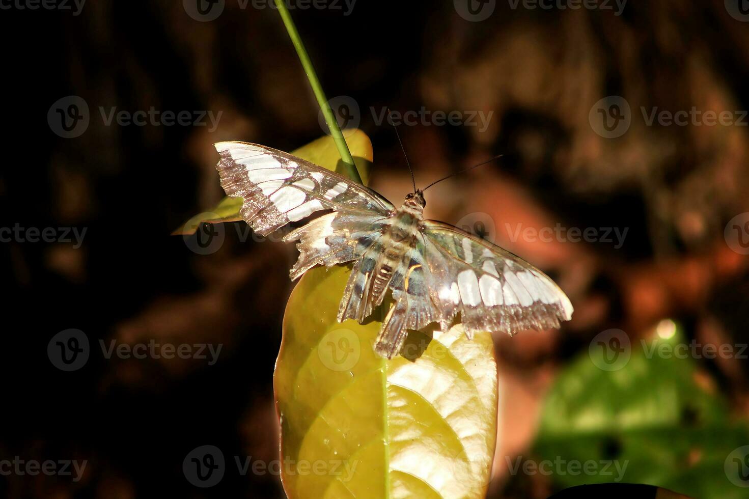 Monarch, Beautiful Butterfly Photography, Beautiful butterfly on flower, Macro Photography, Beautyful Nature photo