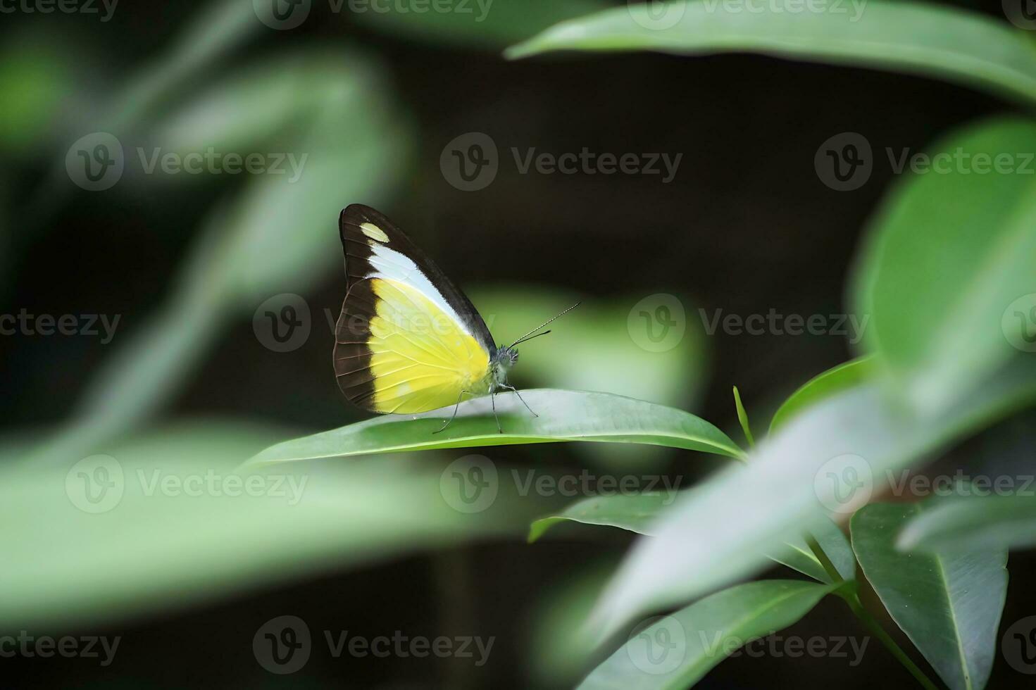 Monarch, Beautiful Butterfly Photography, Beautiful butterfly on flower, Macro Photography, Beautyful Nature photo