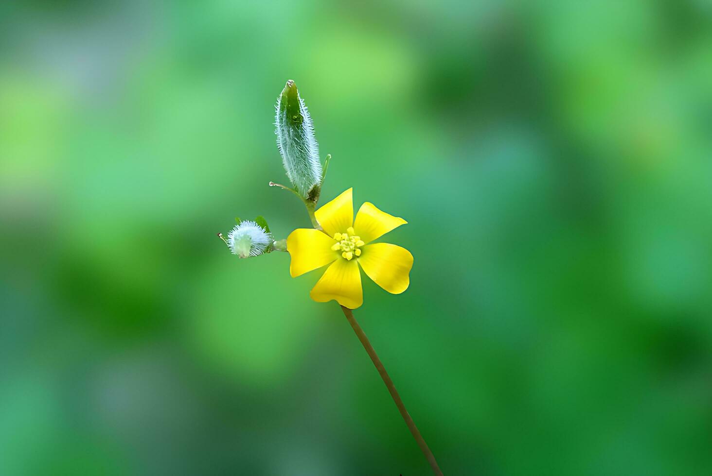 Flower Beautiful Flowers Nature,photography, flowers, flowering plant, beauty in nature, freshness photo