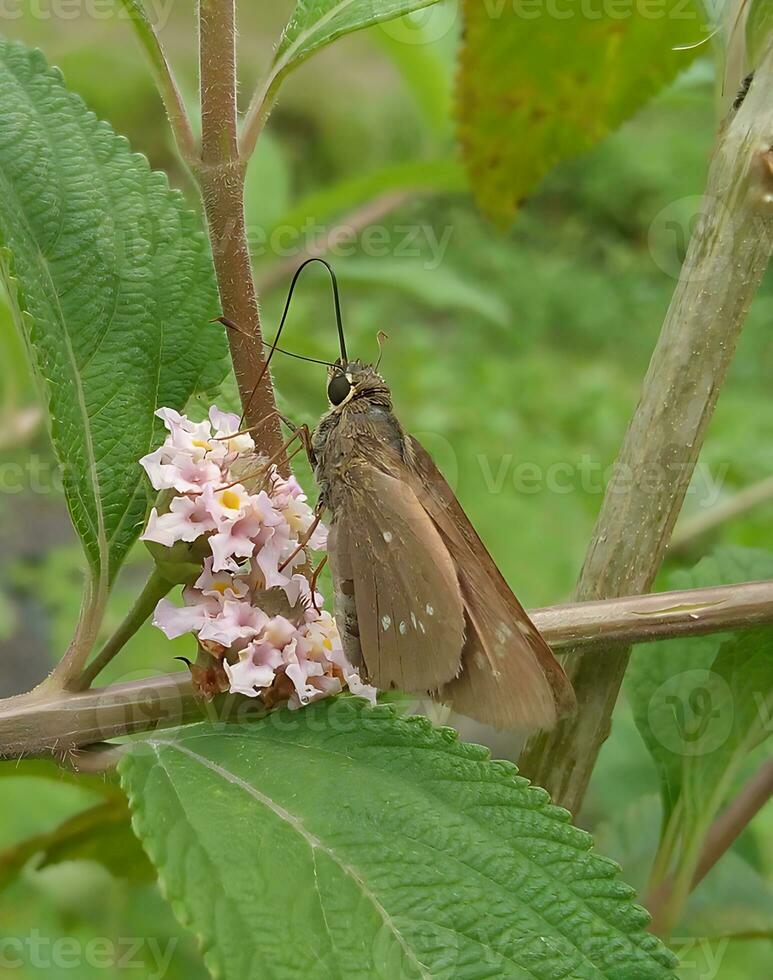 Monarch, Beautiful Butterfly Photography, Beautiful butterfly on flower, Macro Photography, Beautyful Nature photo