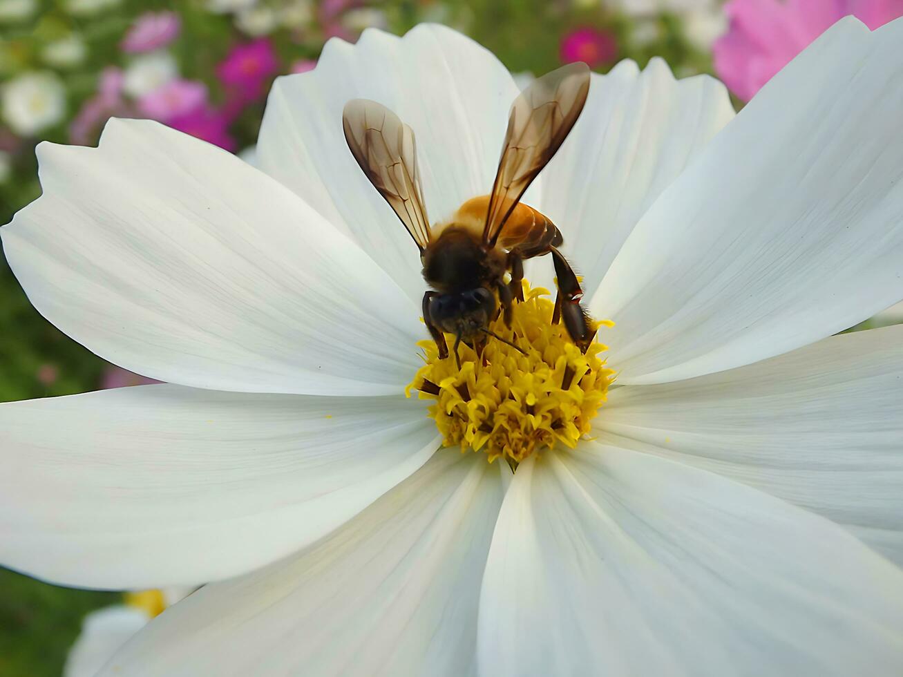 Flower Beautiful Flowers Nature,photography, flowers, flowering plant, beauty in nature, freshness photo