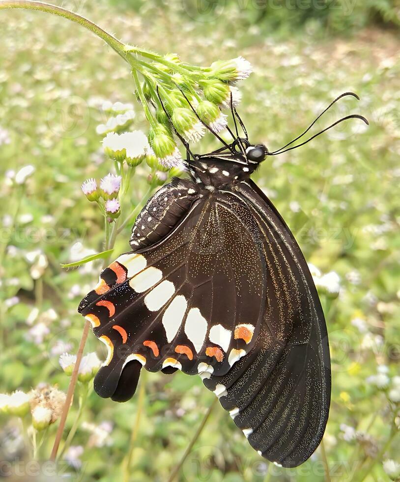 Monarch, Beautiful Butterfly Photography, Beautiful butterfly on flower, Macro Photography, Beautyful Nature photo