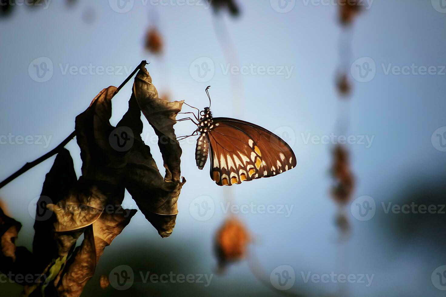 Monarch, Beautiful Butterfly Photography, Beautiful butterfly on flower, Macro Photography, Beautyful Nature photo