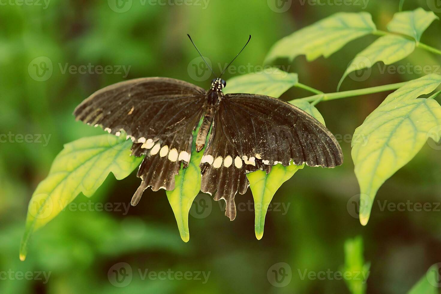 Monarch, Beautiful Butterfly Photography, Beautiful butterfly on flower, Macro Photography, Beautyful Nature photo