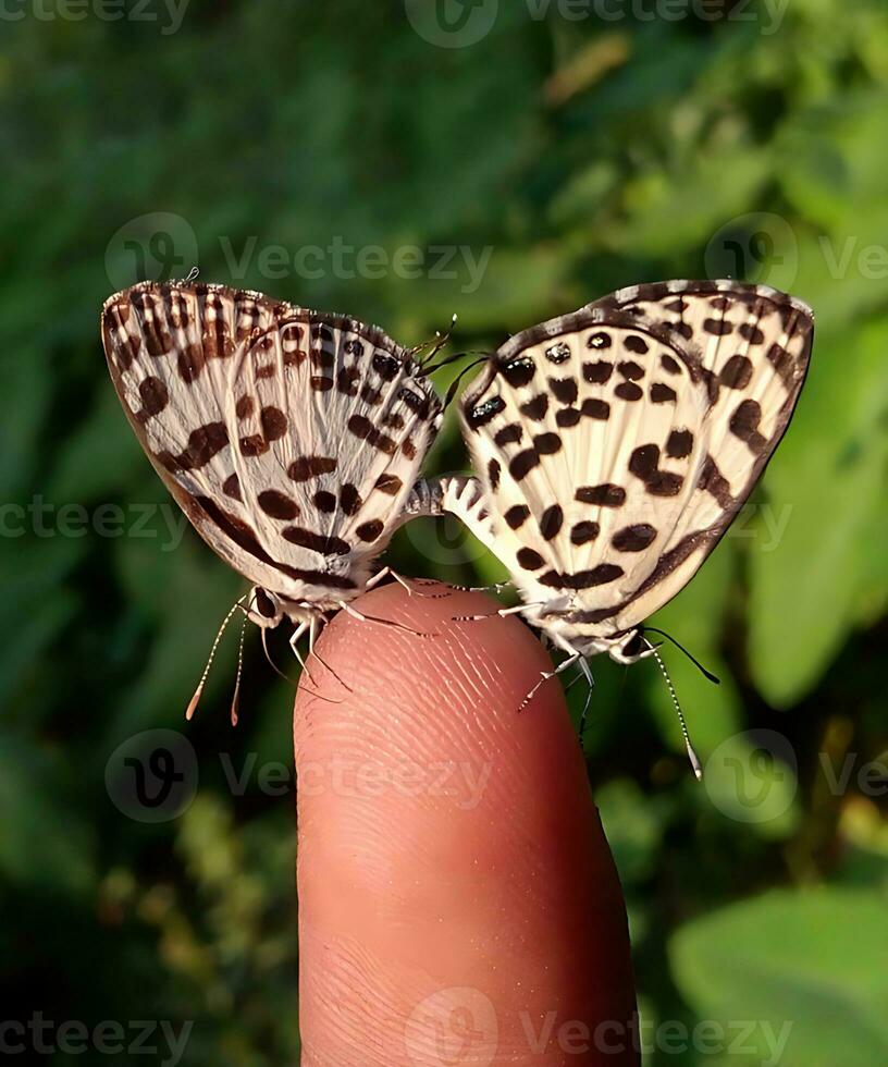 monarca, hermosa mariposa fotografía, hermosa mariposa en flor, macro fotografía, bello naturaleza foto