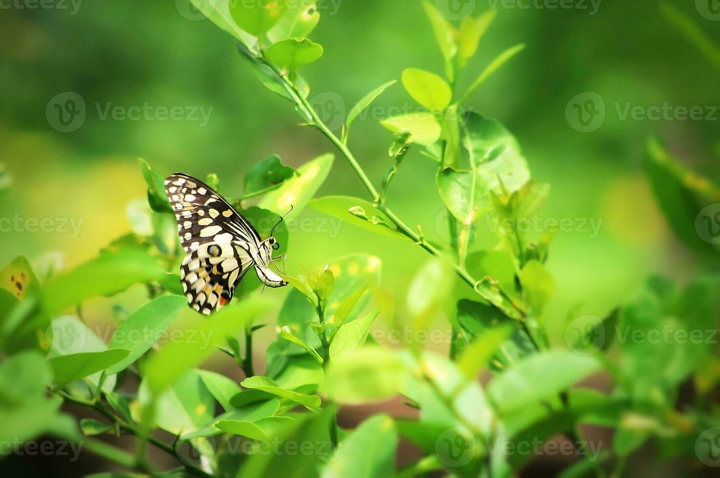 Monarch, Beautiful Butterfly Photography, Beautiful butterfly on flower, Macro Photography, Beautyful Nature photo