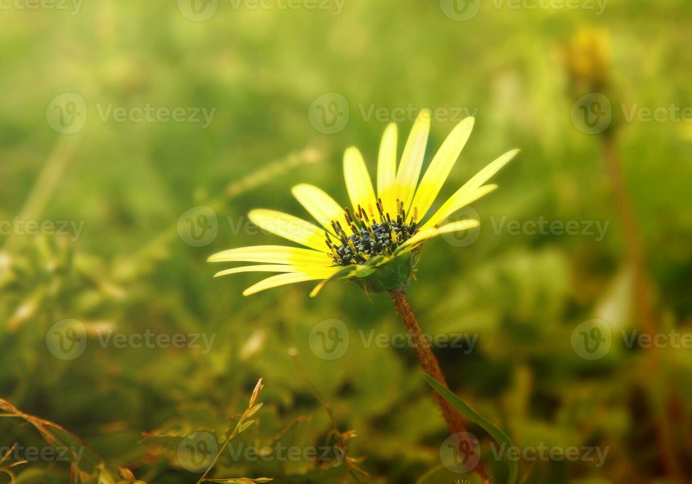 flowers in field photo