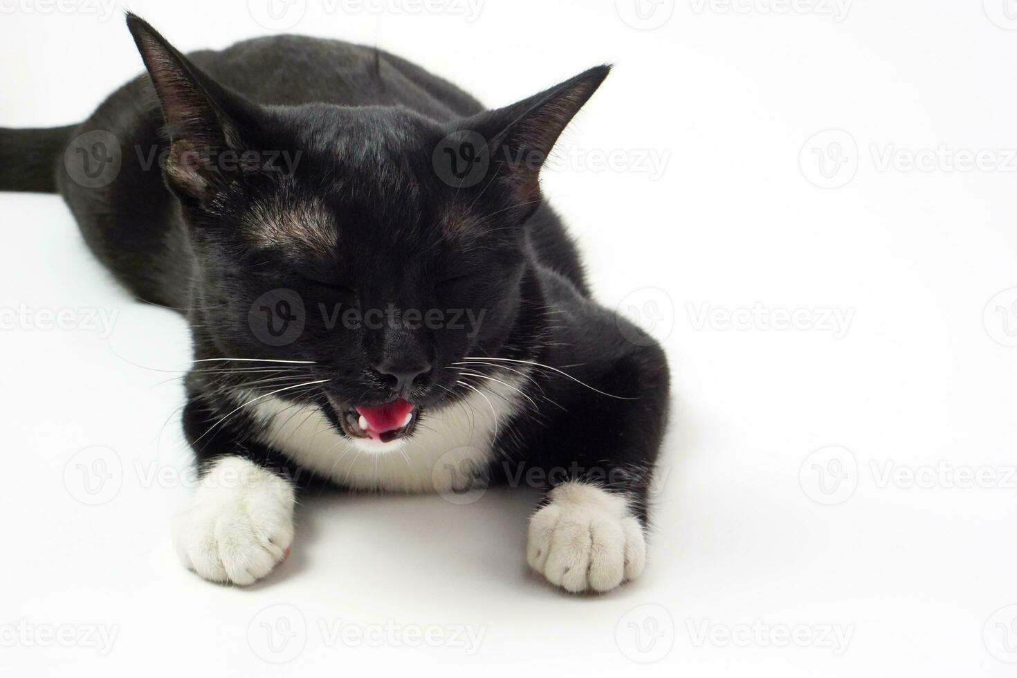 Cute black furry cat lying on white background. Pet and mammal concept. photo