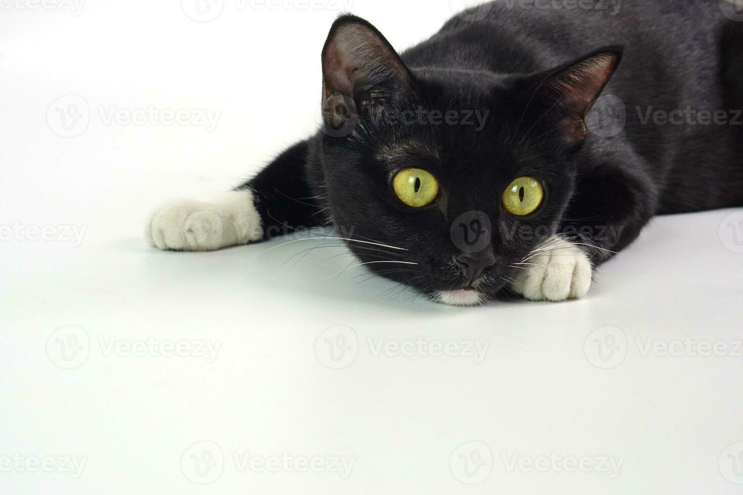 Black furry playful cat staring at something and prepared to pounce. Pet and playful concept. photo