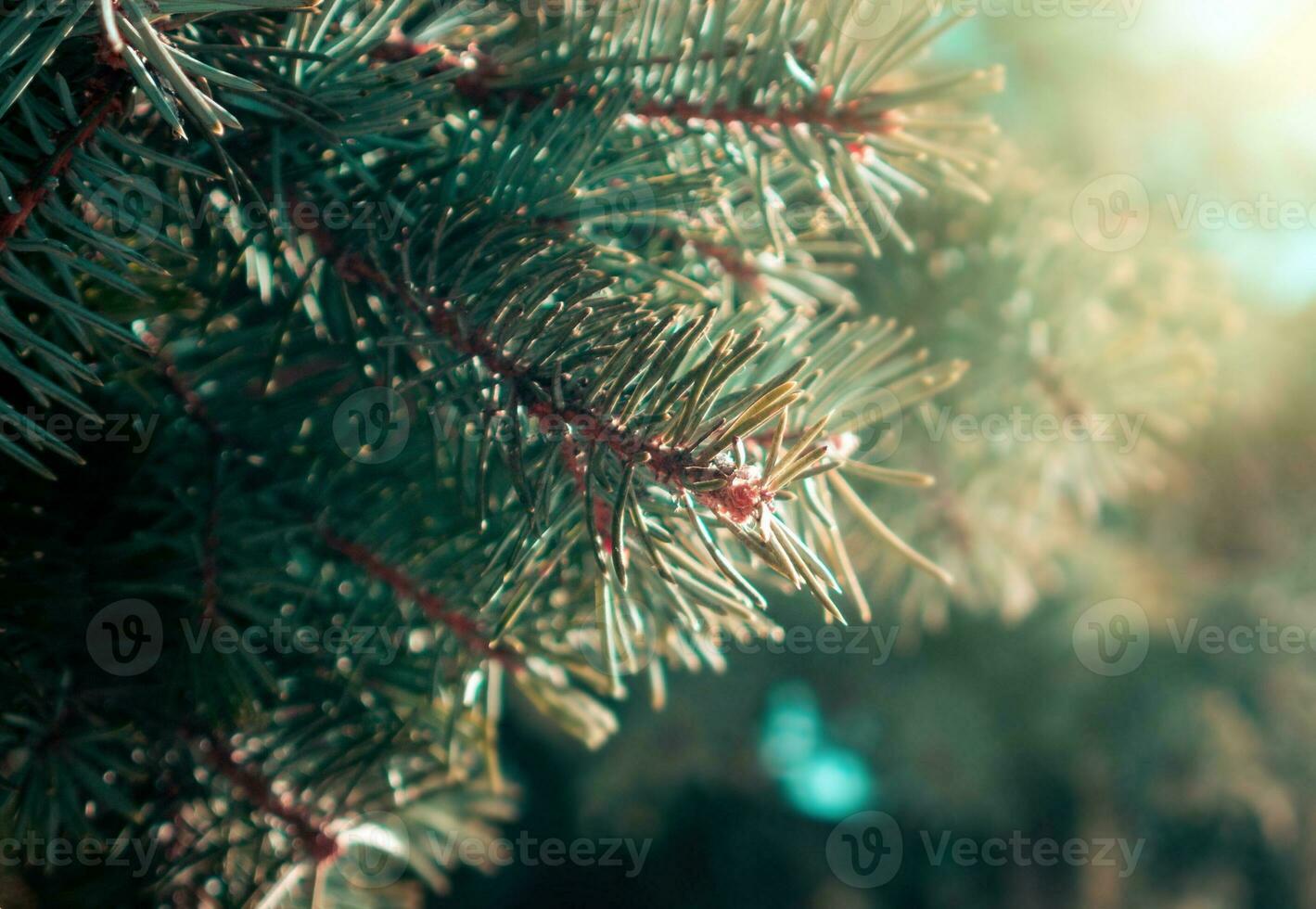 de cerca de el hermosa pino árbol foto