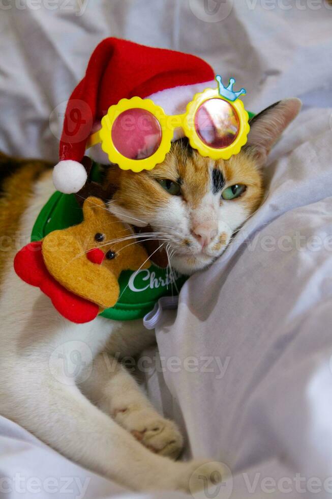 Cat  in santa claus hat Christmas winter funny day photo
