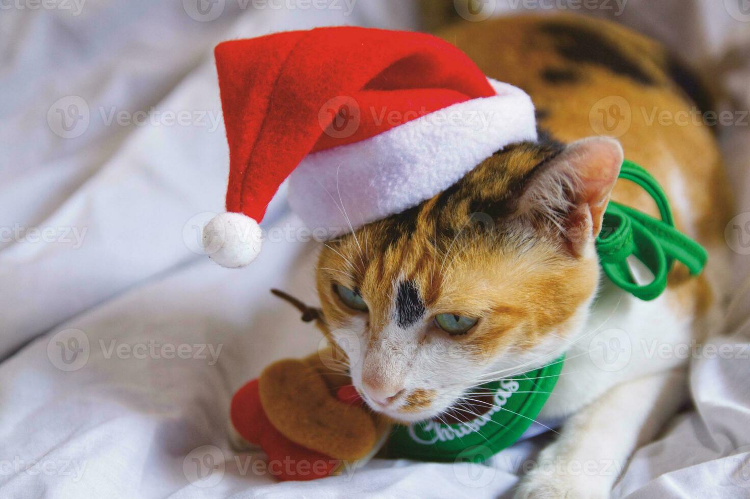 Cat  in santa claus hat Christmas winter funny day photo