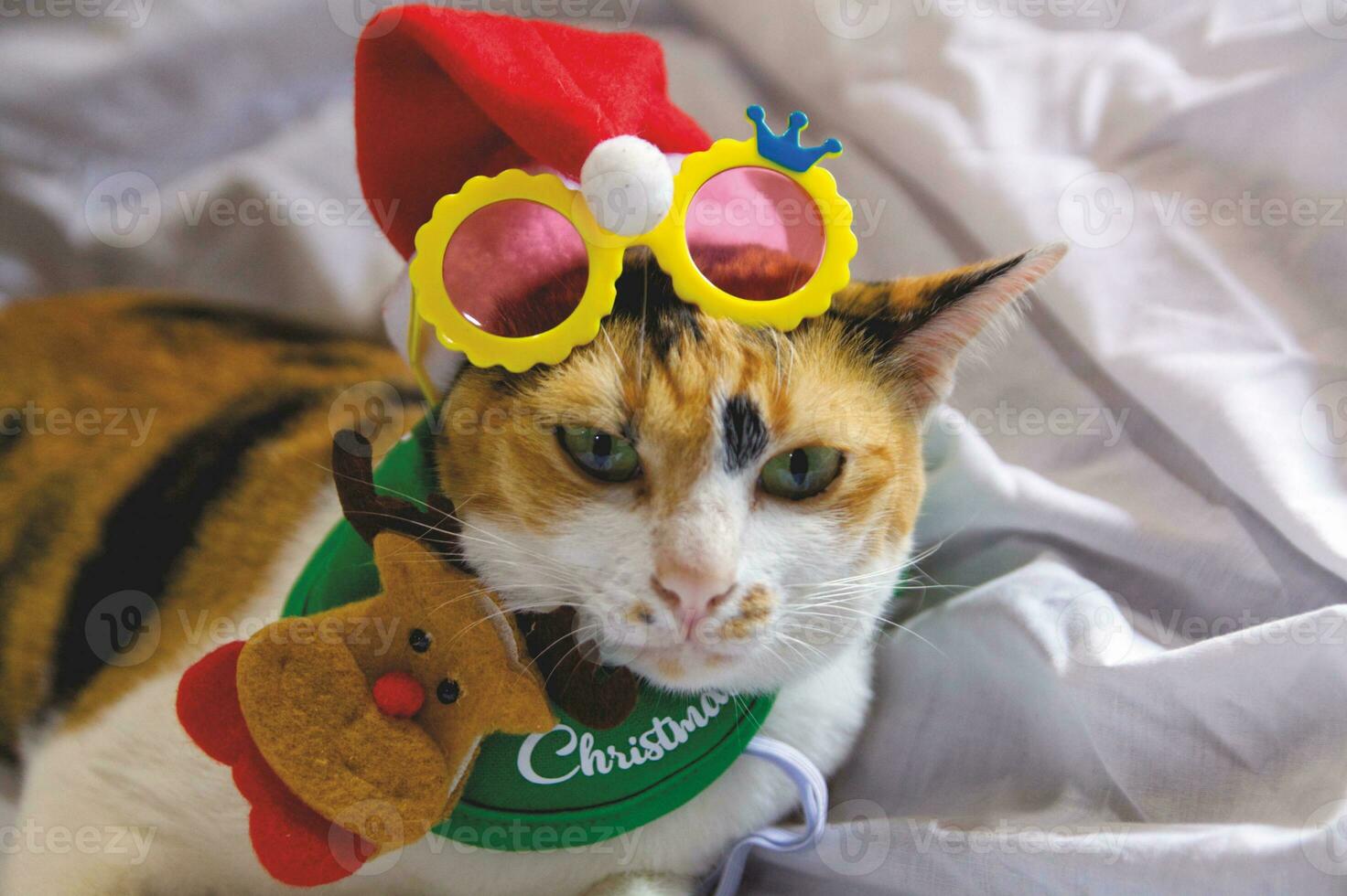 Cat  in santa claus hat Christmas winter photo