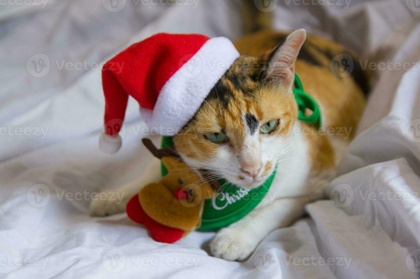 Cat  in santa claus hat Christmas winter funny day photo