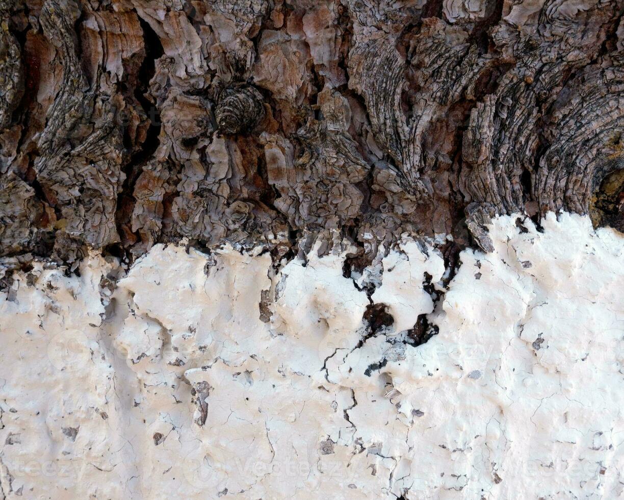 Abstract closeup of the wooden texture photo