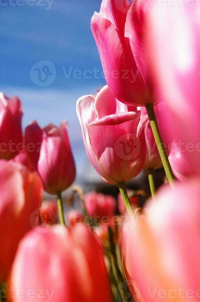 tulips closeup in field photo