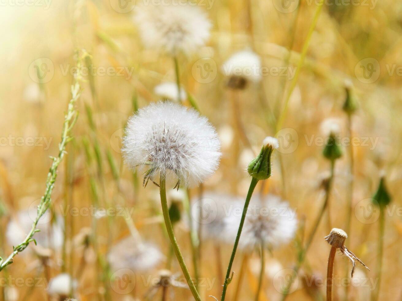 dandelion field in spring photo