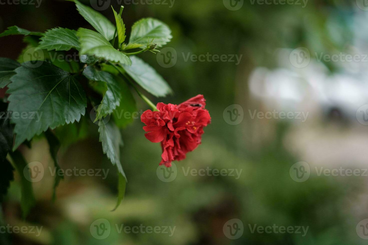 Red Flower Blooms Among Green photo