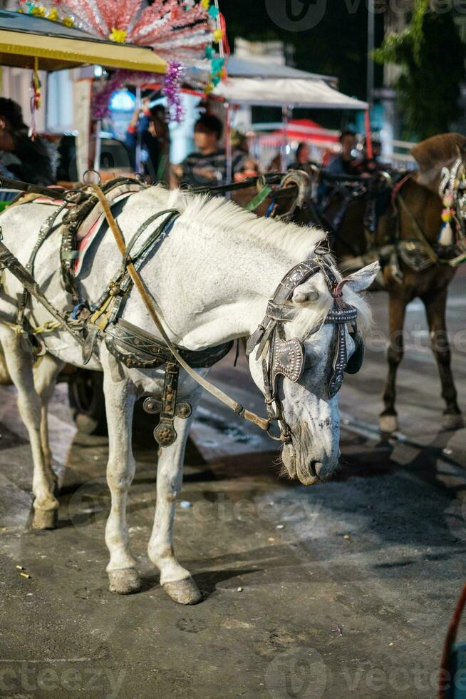 White Horse and Carriage on Street photo