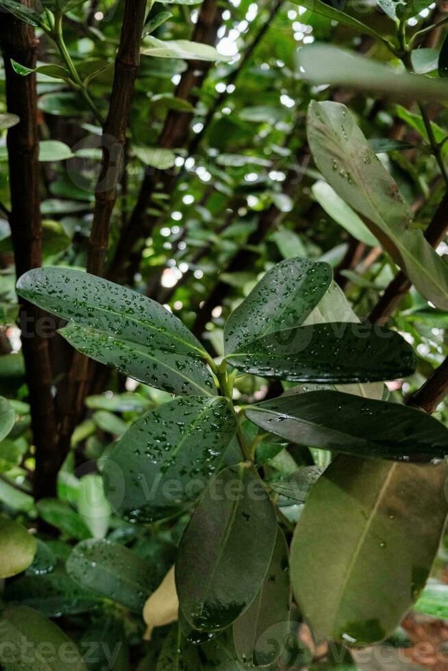 Water Droplets on Green Leaf photo
