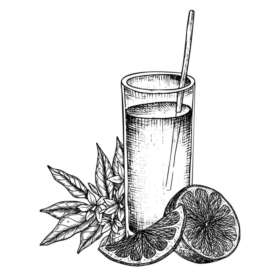 Glass of Orange Fruit Juice. Vector hand drawn illustration of fresh citrus beverage with slices and flowers in linear style. Black engraved drawing of summer tropical drink with cocktail tube