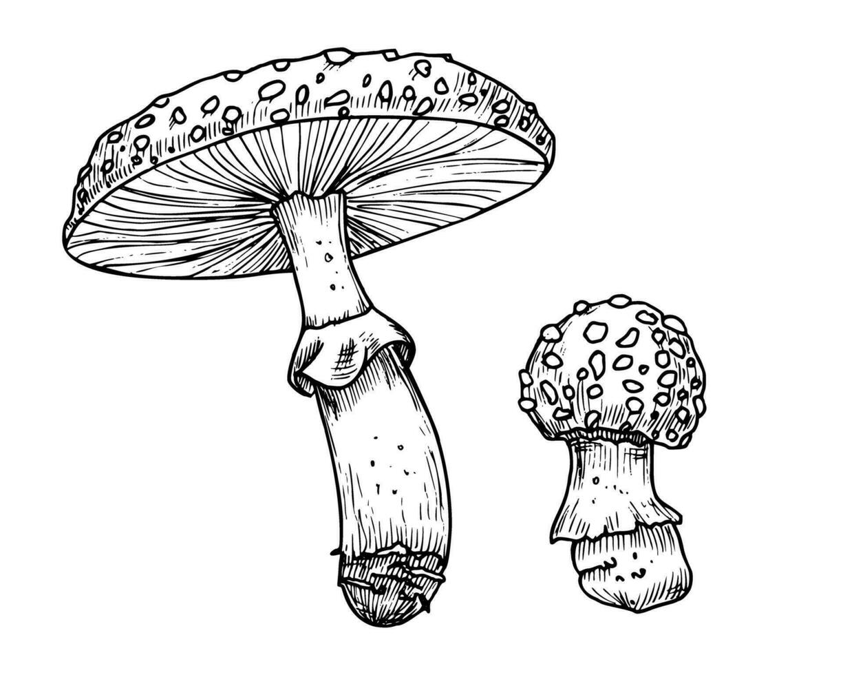 Drawing of Fly Agaric. Hand drawn vector illustrations set of forest psychedelic Mushroom in linear file. Sketch of magic fungus painted in by black and white colors. Sketch of woodland plant
