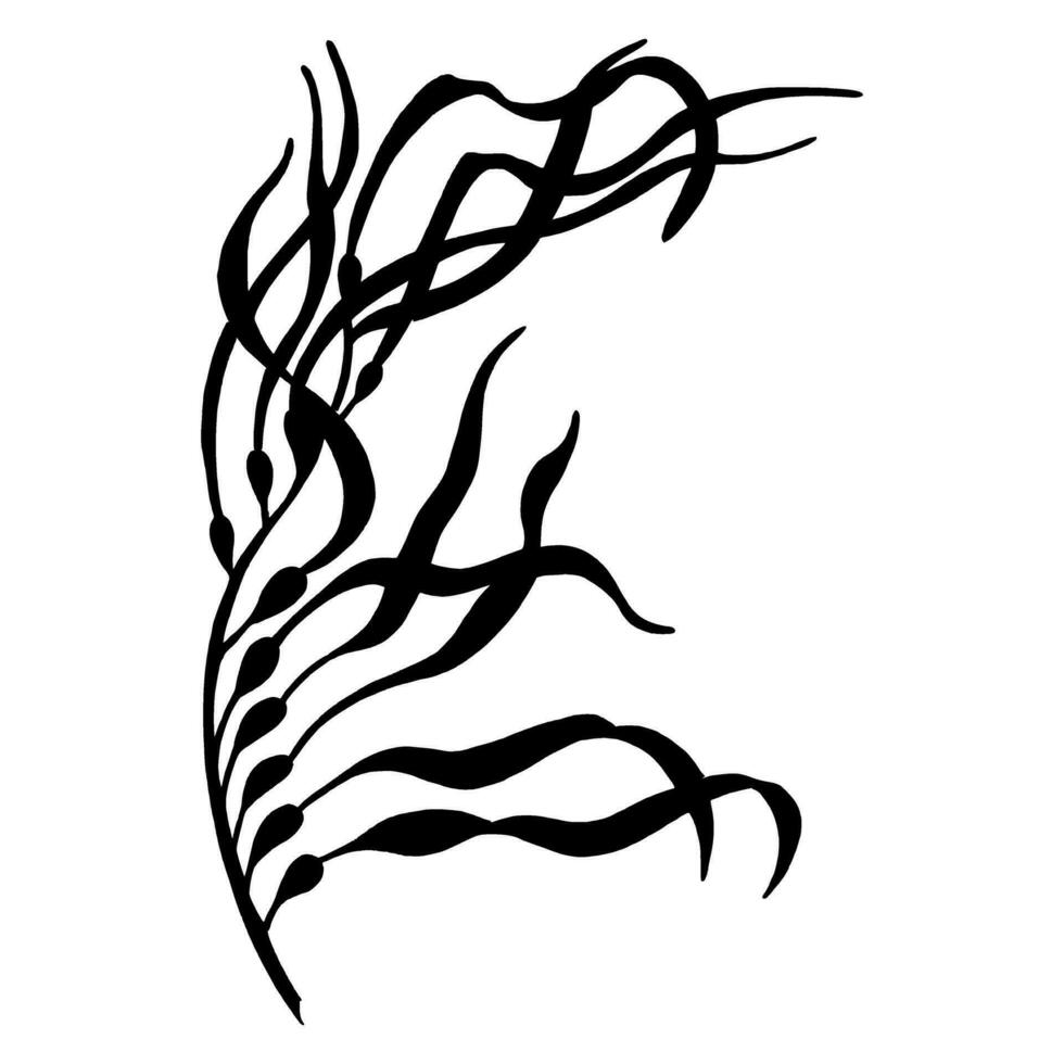 Seaweed vector silhouette. Hand drawn illustration of Algae in outline style painted by black inks on white isolated background. Line art drawing of underwater laminaria. Engraving of marine plant