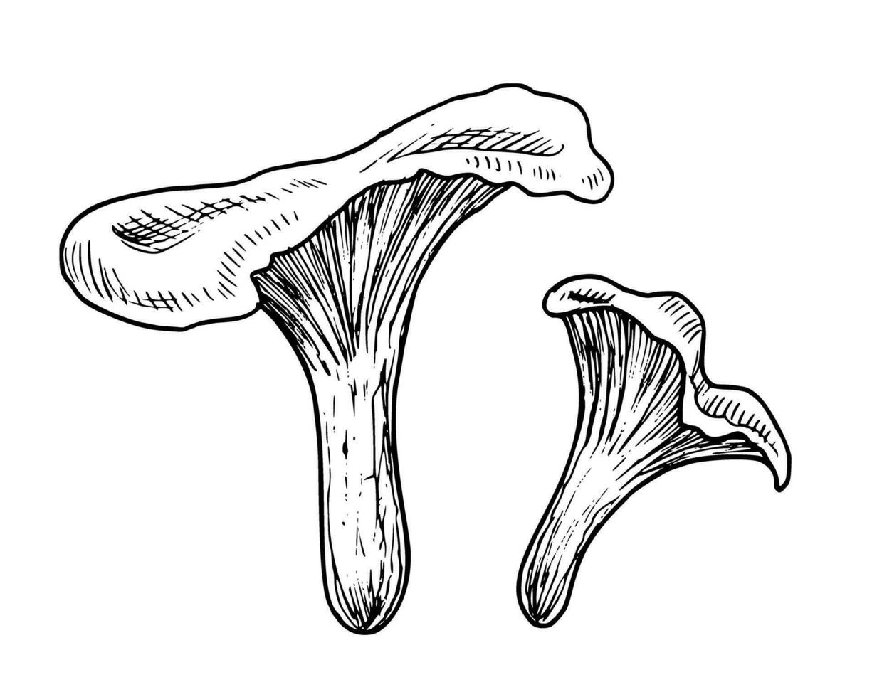 Chanterelle Mushrooms. Hand drawn vector set of illustrations with forest Fungus in line art style. Drawing of autumn plant in black and white colors for food label or menu design. Engraved sketch