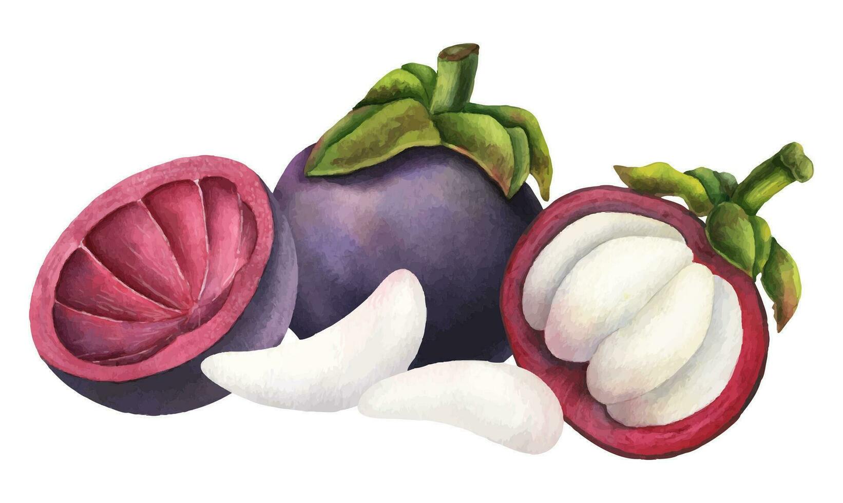 Mangosteen watercolor illustration. Hand drawn sketch of exotic tropical Fruit on isolated background. Drawing of asian food with garcinia and juicy slices. Sketch of mangostana for menu design. vector