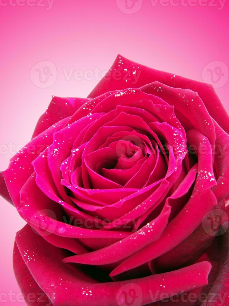 pink rose closeup photo