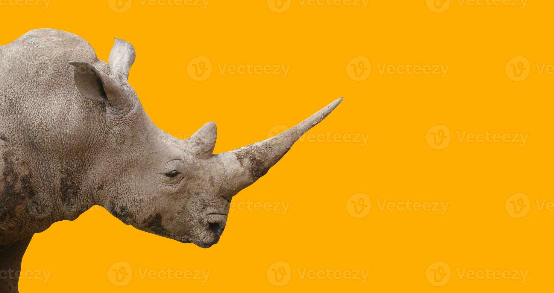 Rhino animal isolated on the yellow backgound photo