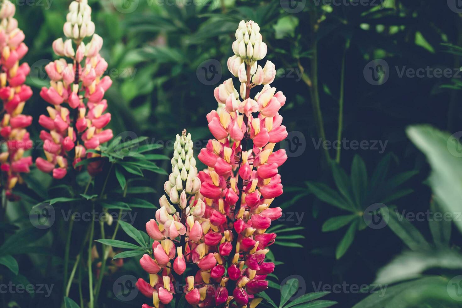 Blooming lupine flowers. Moody bold colors. Blurred natural Summer background. Beautiful nature scene photo