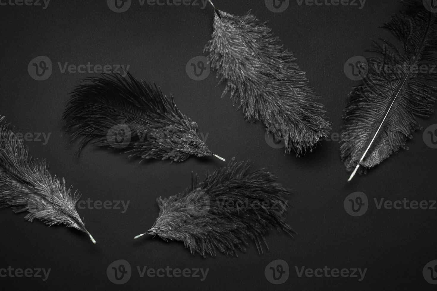 Black monochrome pattern background with ostrich feathers photo