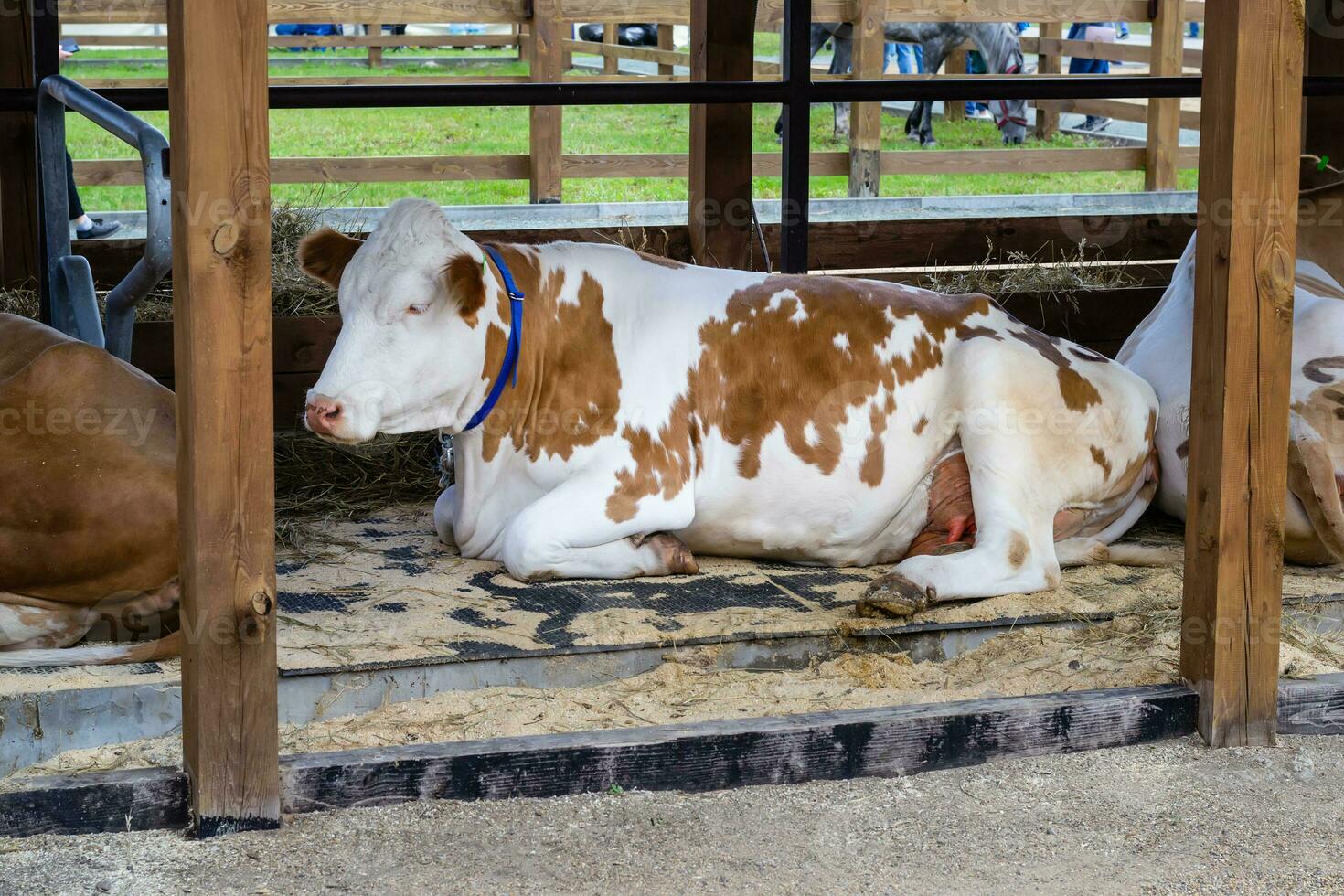 Purebred white red cow is resting in an open aviary. Agricultural Exhibition. Modern farming photo
