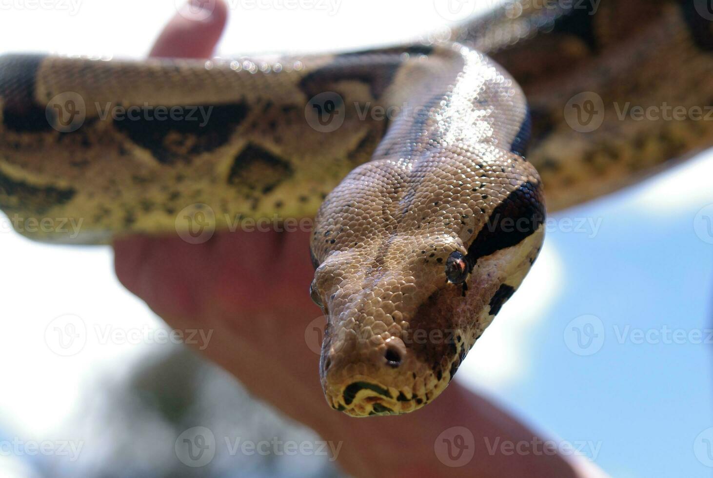 python portrait closeup photo