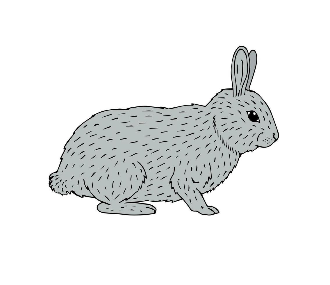 Vector hand drawn doodle sketch bunny rabbit
