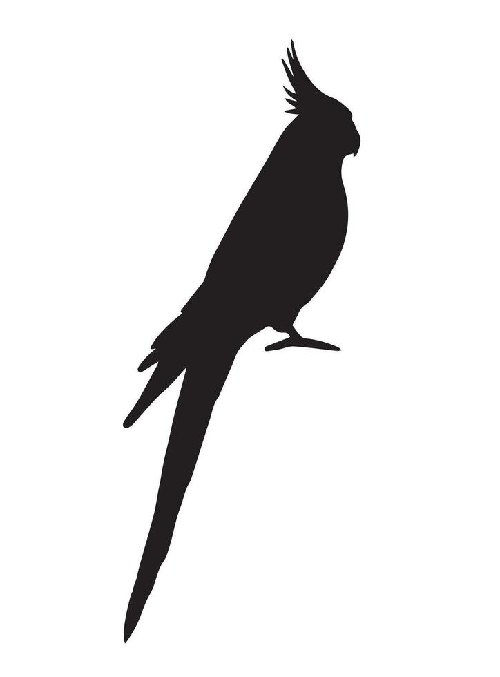 Vector hand drawn doodle corella cockatiel parrot silhouette