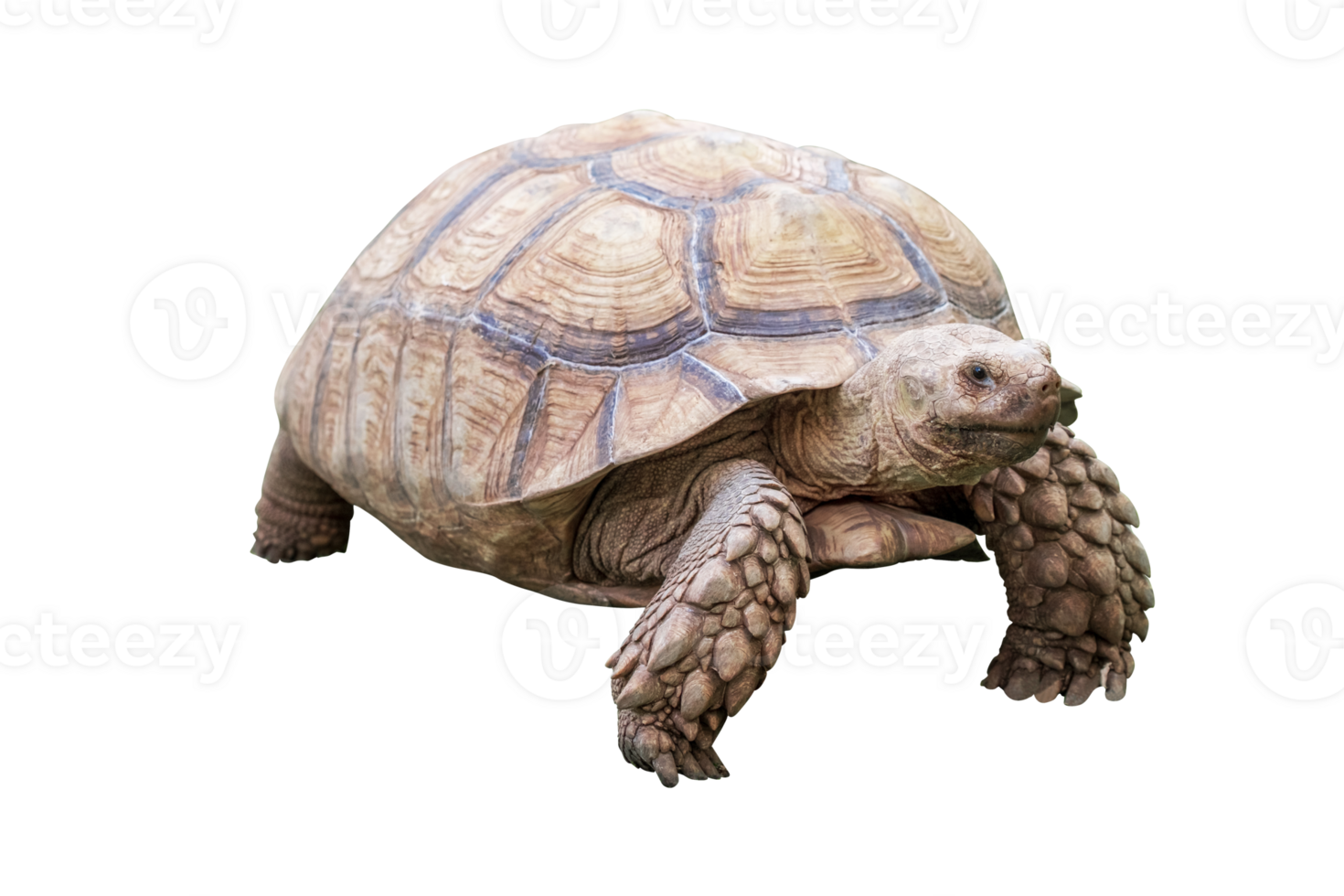 Full body of African Spurred Tortoise  standing and walking isolated on transparent background, PNG File