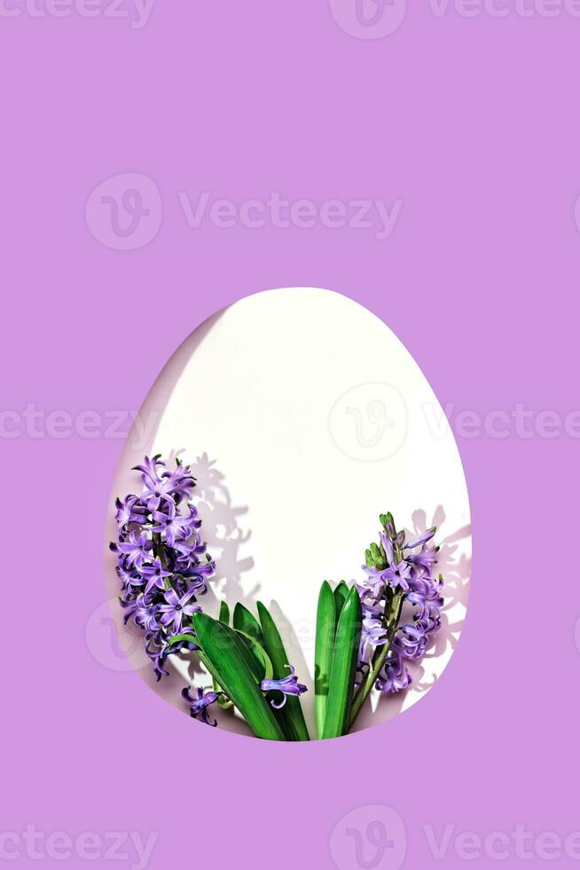 Happy easter greeting card. White easter Egg shaped hole with copy space on violet background. Beautiful hyacinths with trendy shadows photo