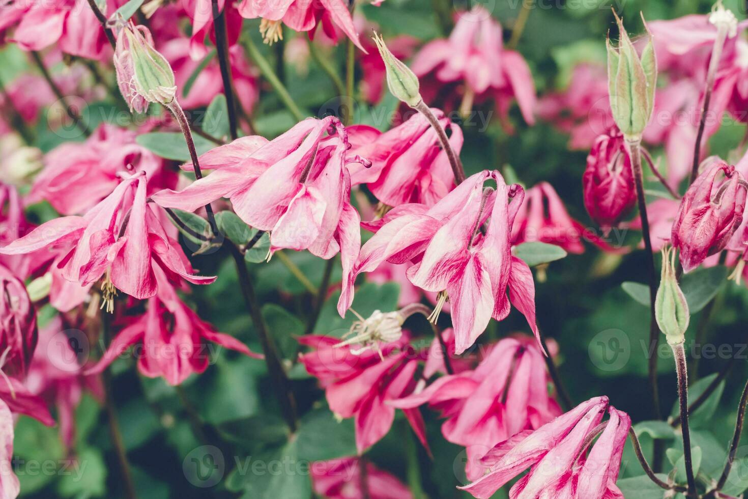 Blooming pink aquilegia flowers. Beautiful nature scene. Moody bold colors photo