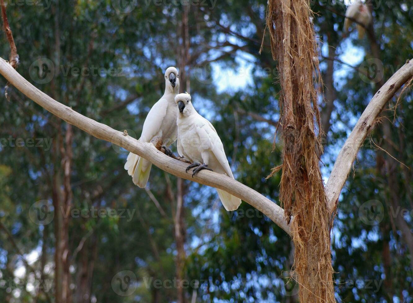 cockatoo in Australia photo