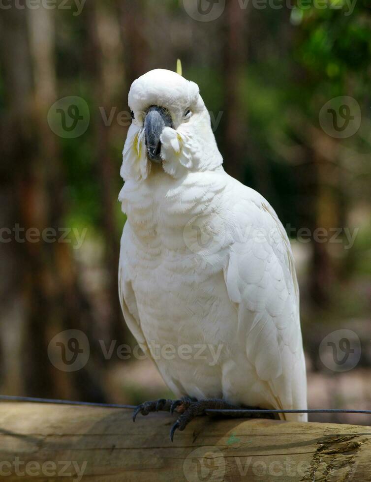 cockatoo in Australia photo