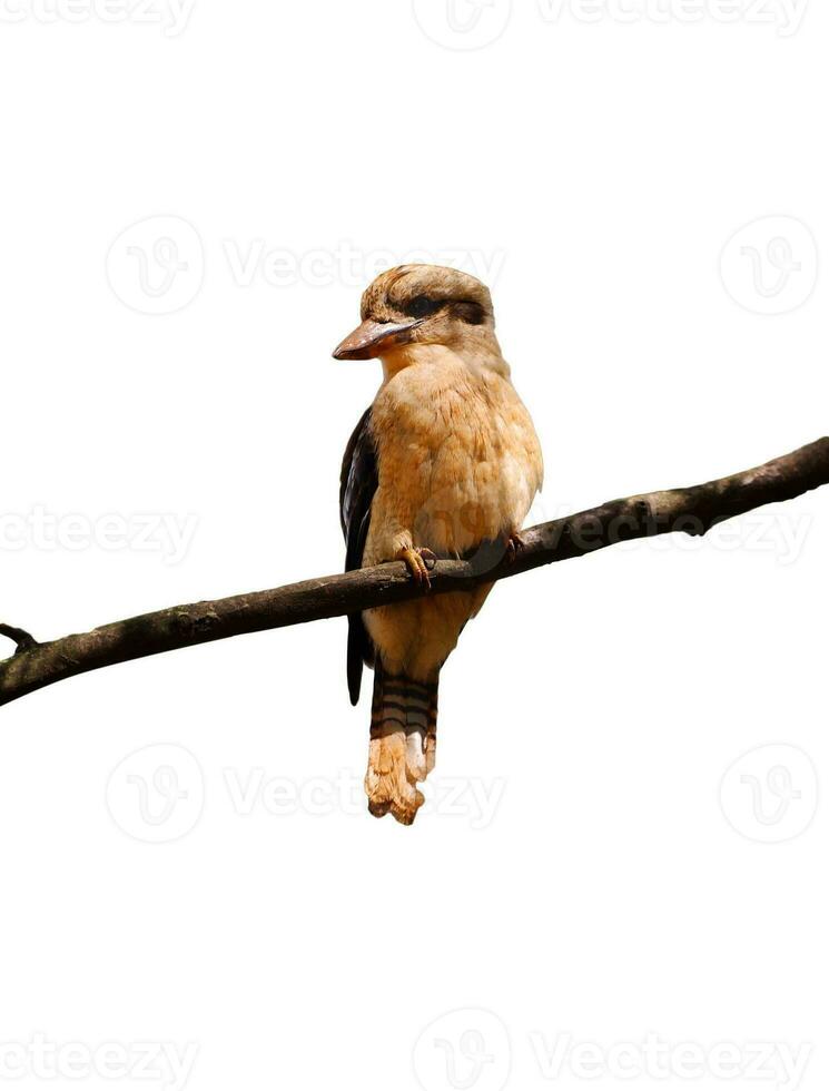 Kookaburra bird portrait photo