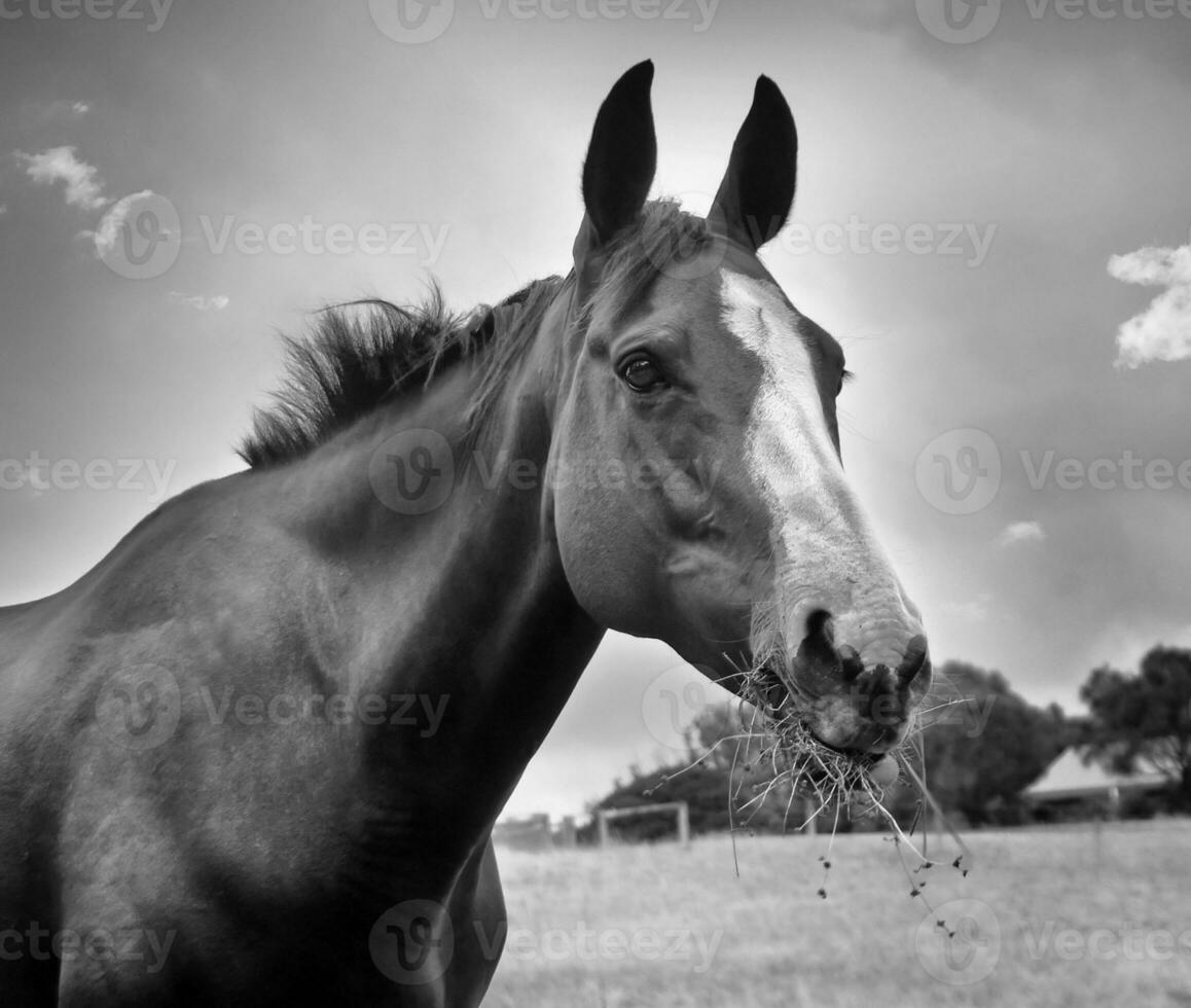 the horse portrait photo