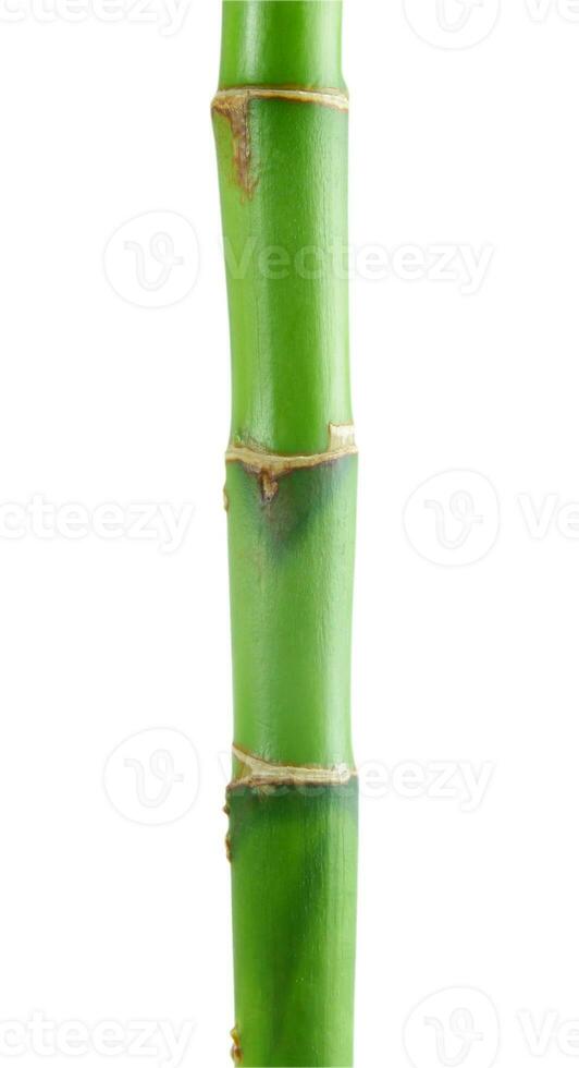 bamboo on the white photo