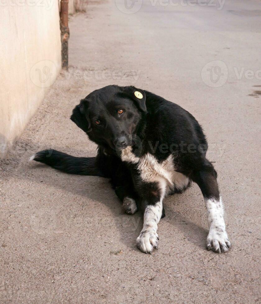 Homeless dog closeup outdoors photo