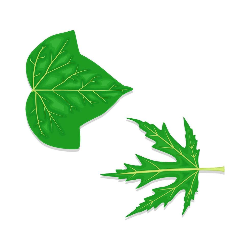 leaf green illustration vector